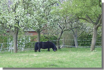 Weide mit altem Baumbestand