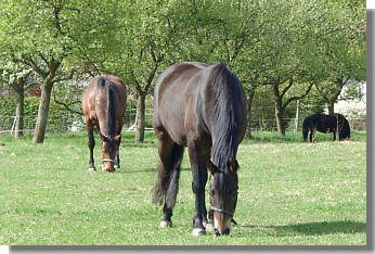 Weide mit altem Baumbestand